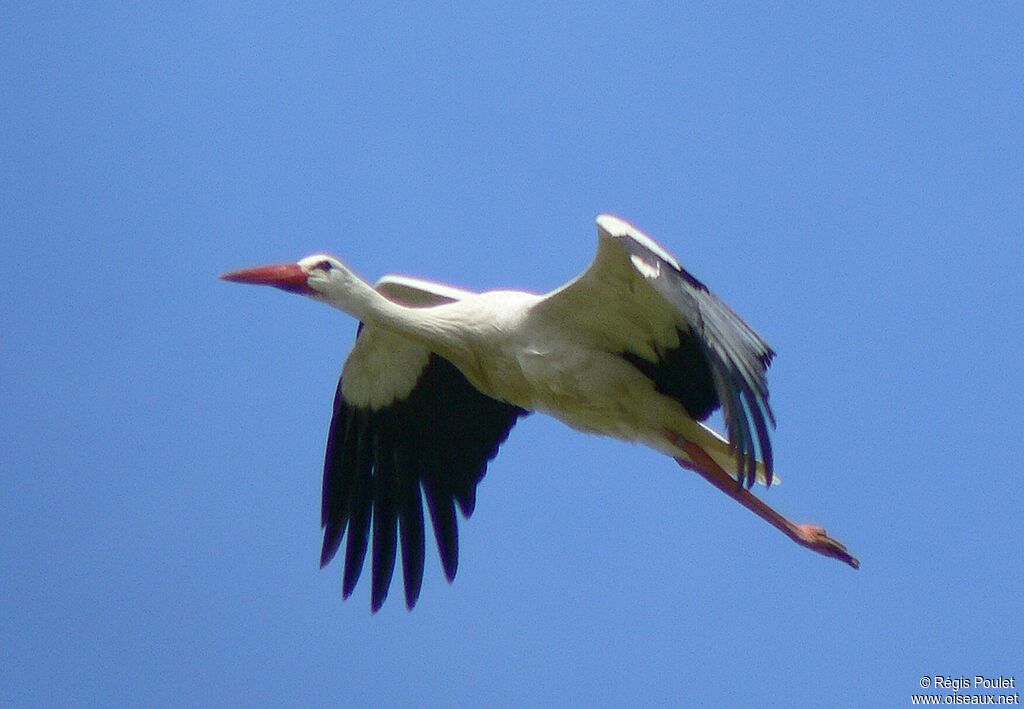 White Storkadult