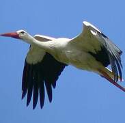 Cigogne blanche