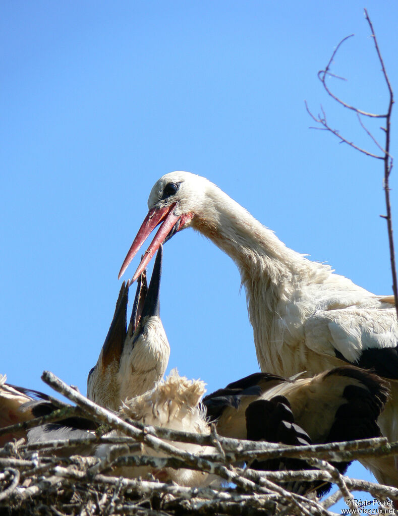 Cigogne blanche