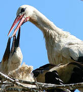 Cigogne blanche