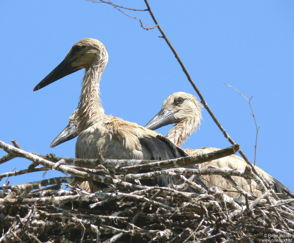 Cigogne blanche1ère année