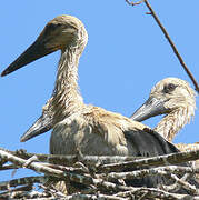 White Stork