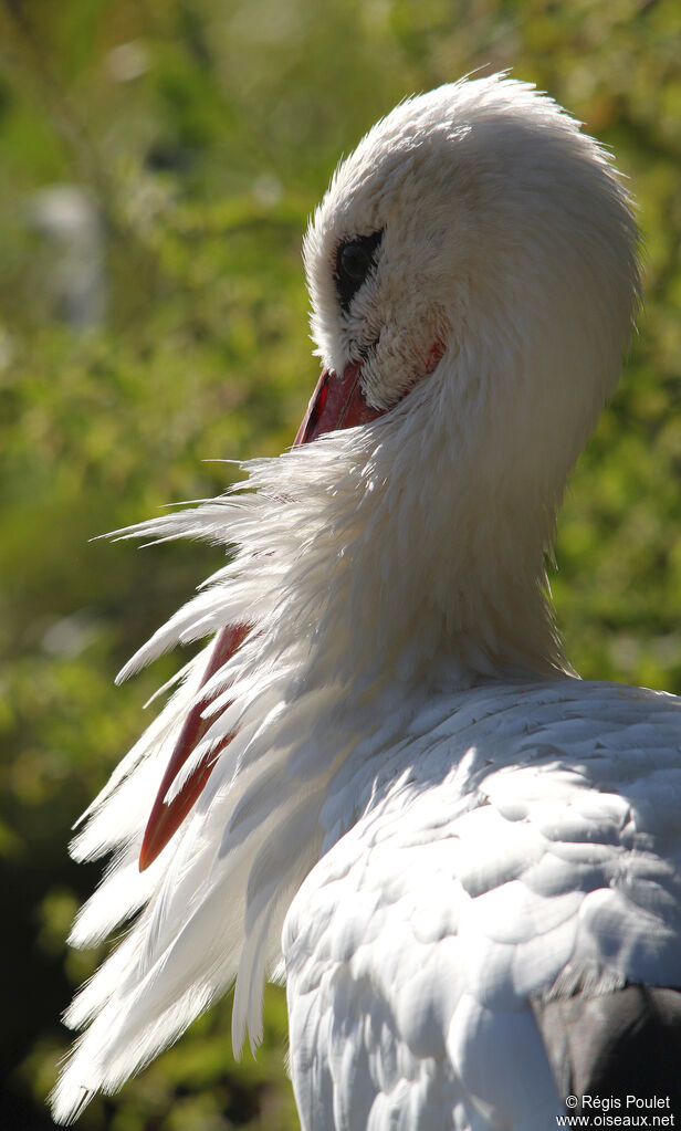 White Stork