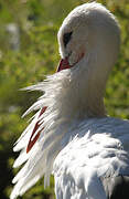 Cigogne blanche