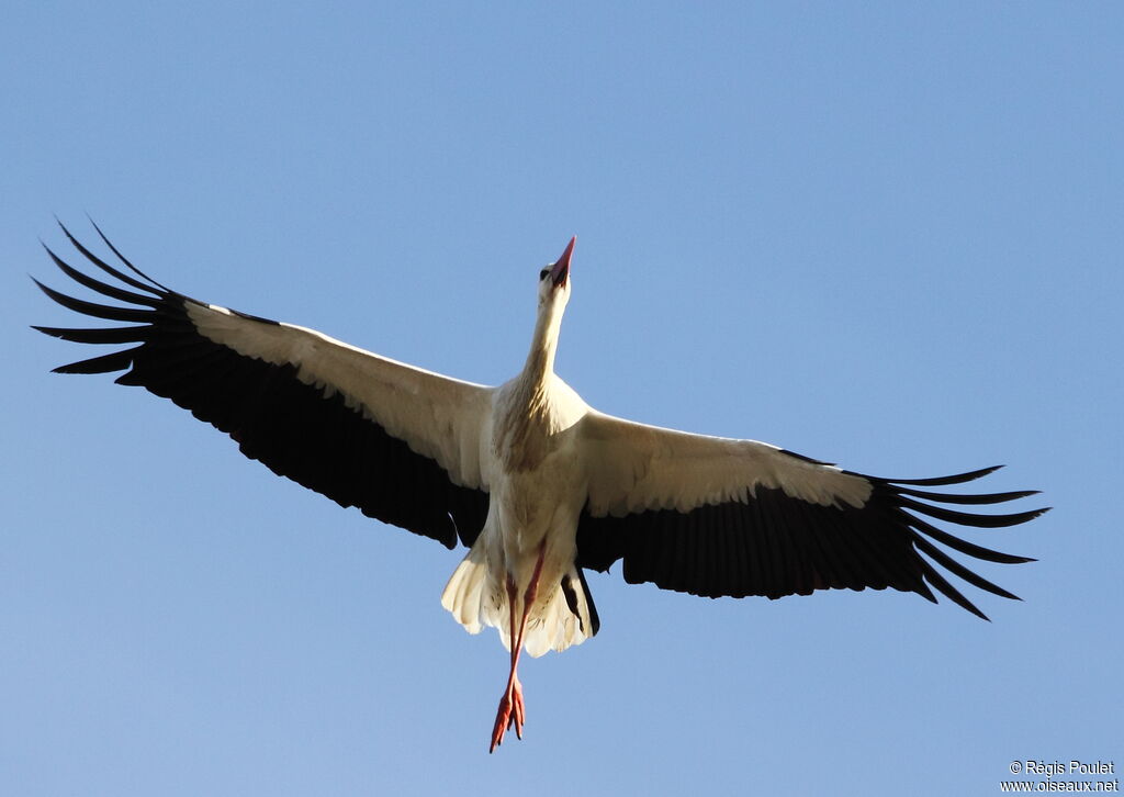 White Stork, Flight