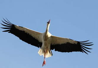 Cigogne blanche