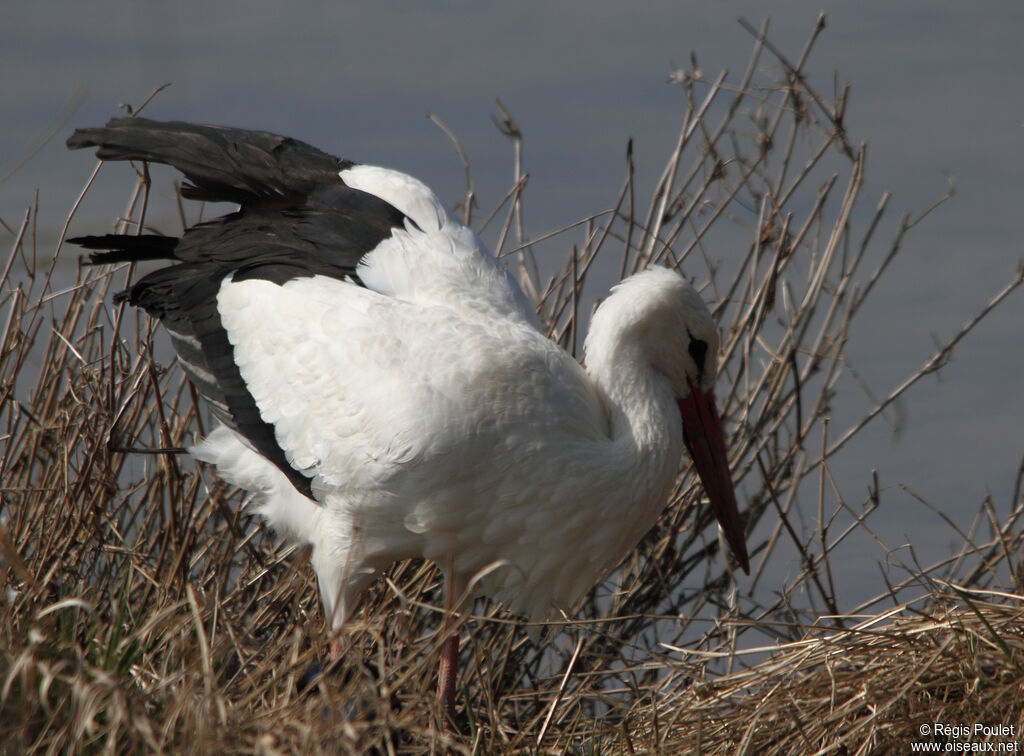 Cigogne blanche