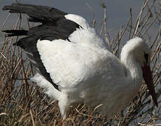 Cigogne blanche