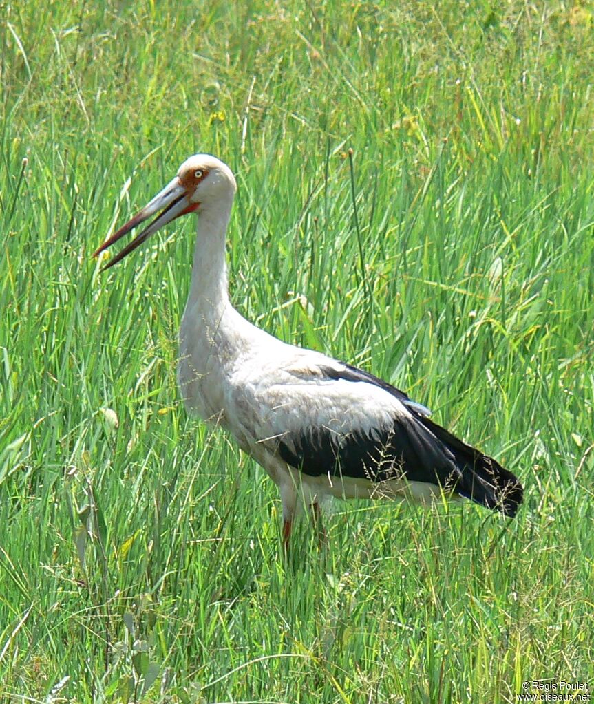 Cigogne maguari