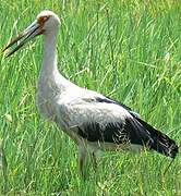 Maguari Stork