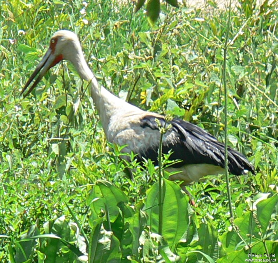 Maguari Stork