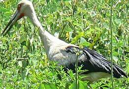 Maguari Stork