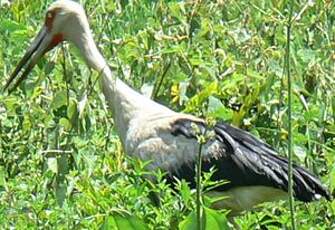 Cigogne maguari