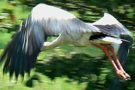 Maguari Stork