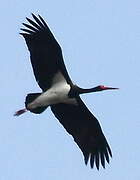 Black Stork