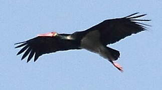 Black Stork