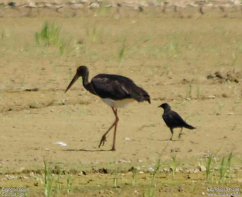 Black Stork