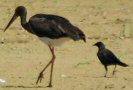 Black Stork