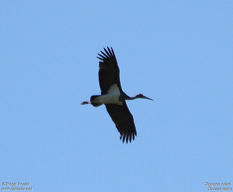 Black Stork, Flight