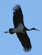 Black Stork