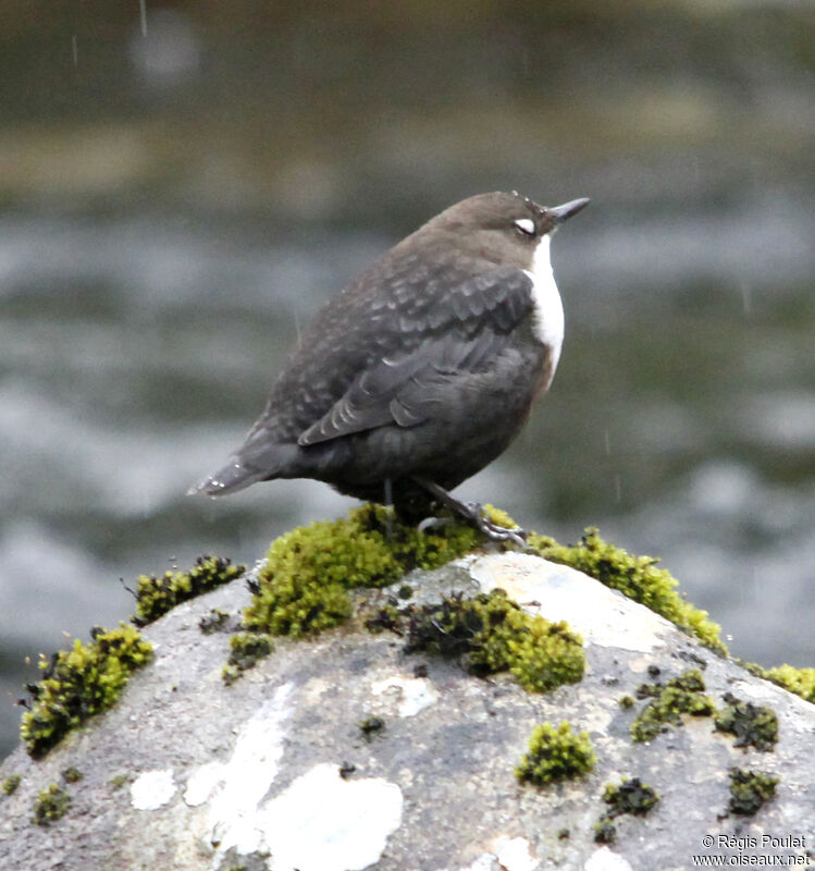 White-throated Dipperadult, identification