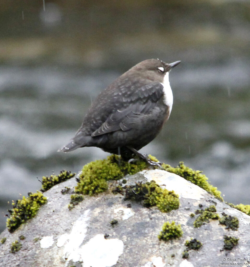 Cincle plongeuradulte, identification