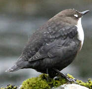 White-throated Dipper