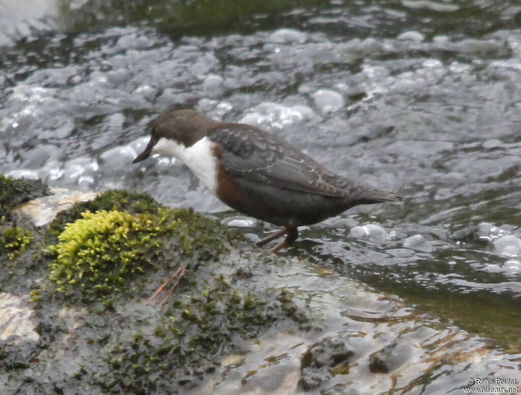 White-throated Dipperadult