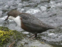 White-throated Dipper