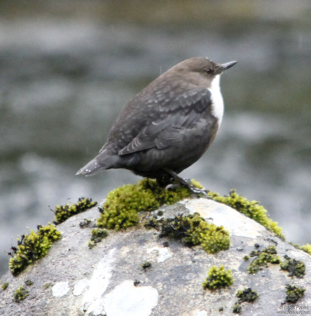 Cincle plongeuradulte, identification