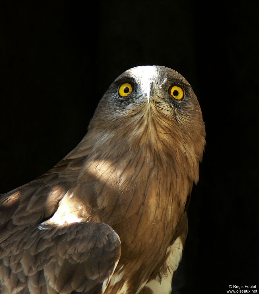 Short-toed Snake Eagle