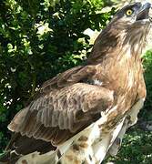 Short-toed Snake Eagle