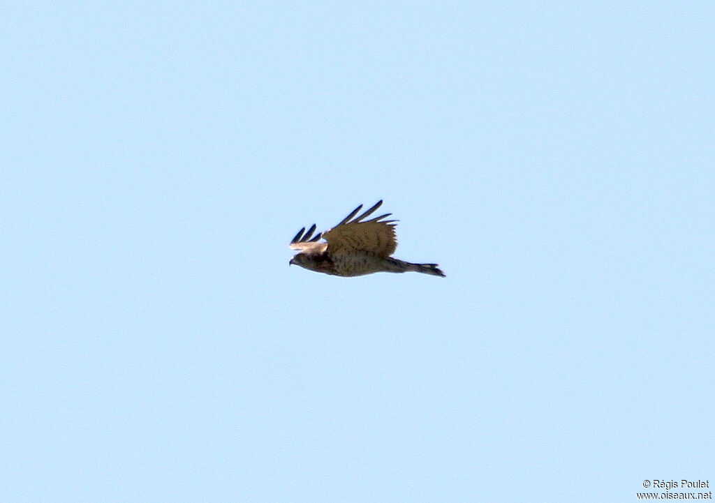 Short-toed Snake Eagle, Flight