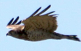 Short-toed Snake Eagle