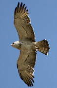 Short-toed Snake Eagle