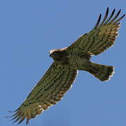 Short-toed Snake Eagle