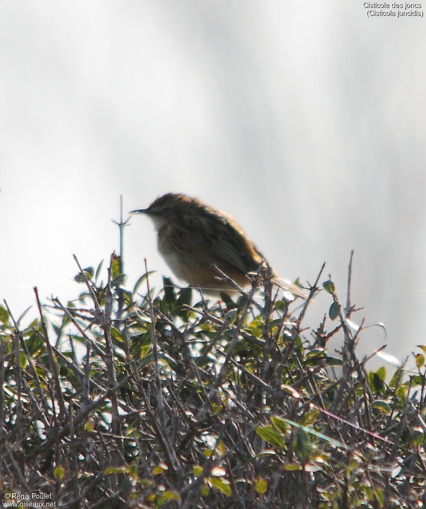 Zitting Cisticola