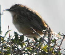 Zitting Cisticola