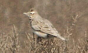 Crested Lark