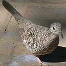 Colombe écaillée