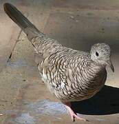 Scaled Dove