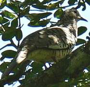 Inca Dove