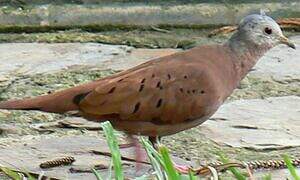 Ruddy Ground Dove