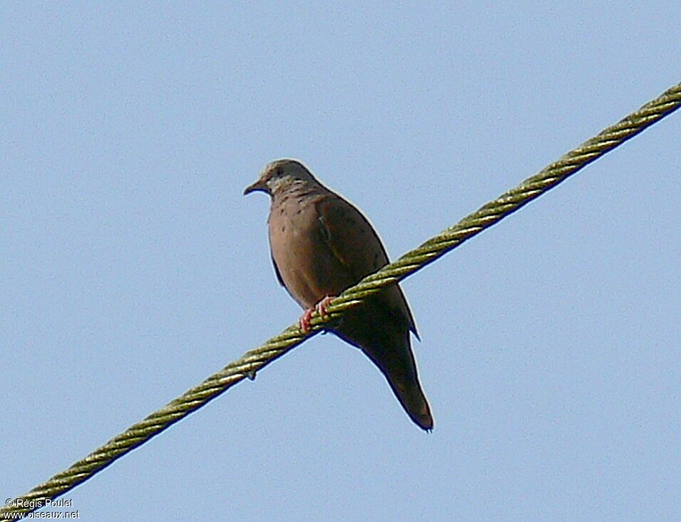 Ruddy Ground Doveadult