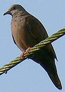 Ruddy Ground Dove