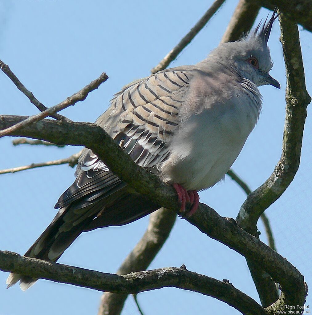 Crested Pigeonadult