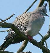 Crested Pigeon