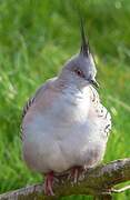 Crested Pigeon