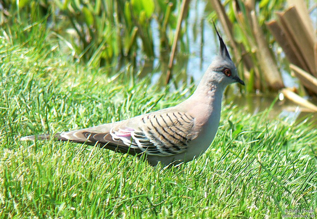 Crested Pigeonadult, identification