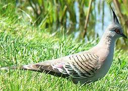 Crested Pigeon